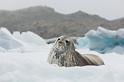 088 Antarctica, Hope Bay, weddellzeehond